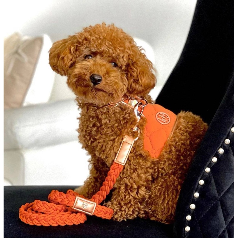The Cinnamon Dog Harness