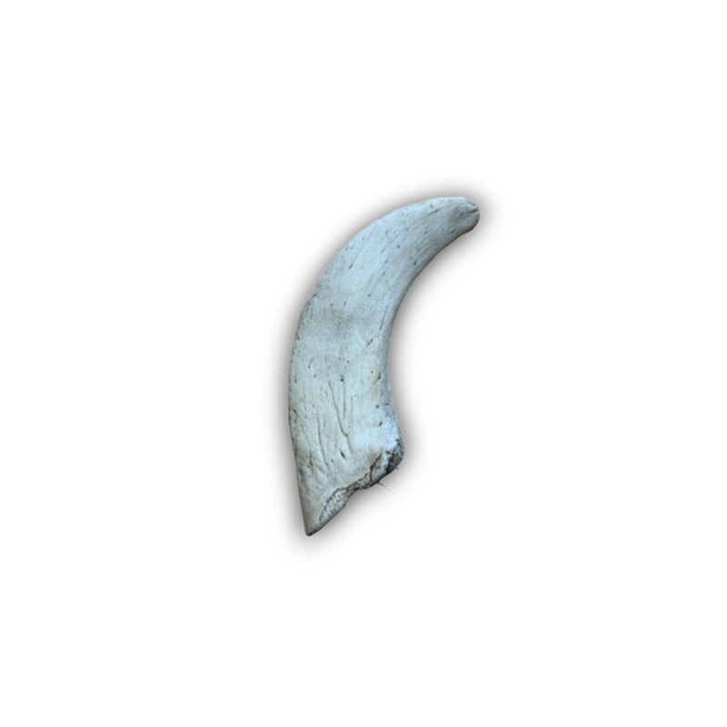 Deli Lamb Horn Marrow - Price Per 1 Piece