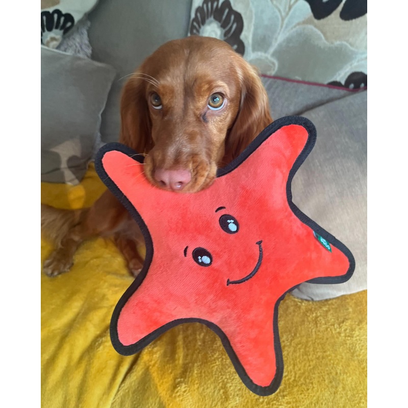 Beco Sidney The Starfish