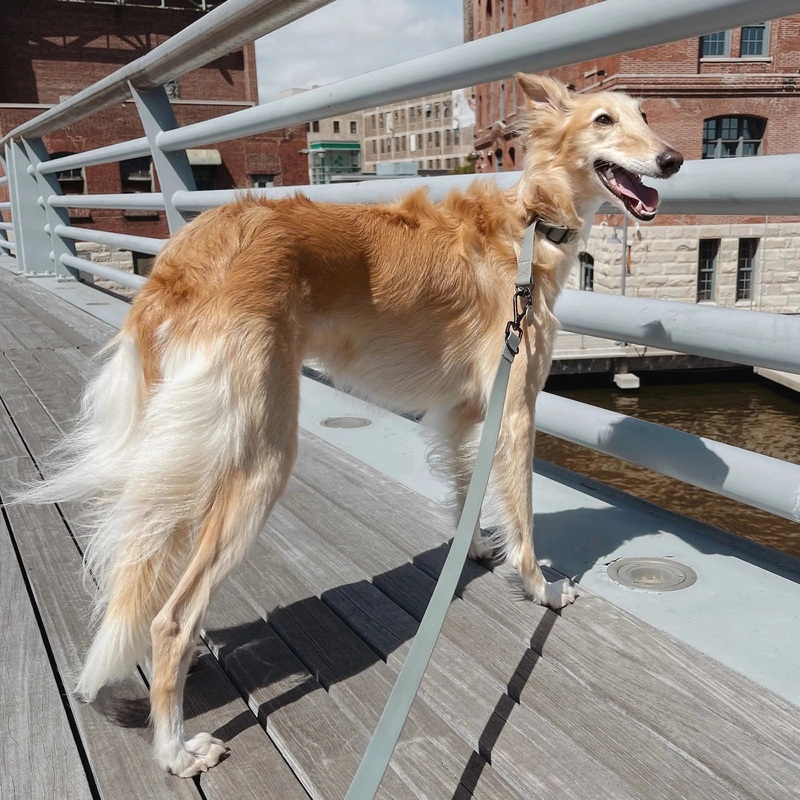 MELLEM Adjustable Waterproof Lead for Dogs