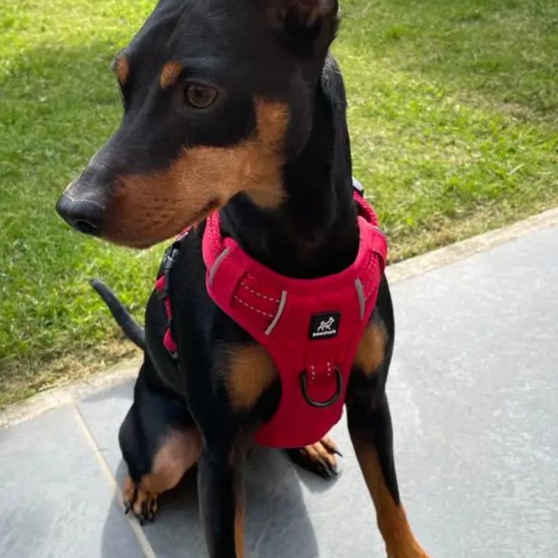 No-Pull Dog Harness