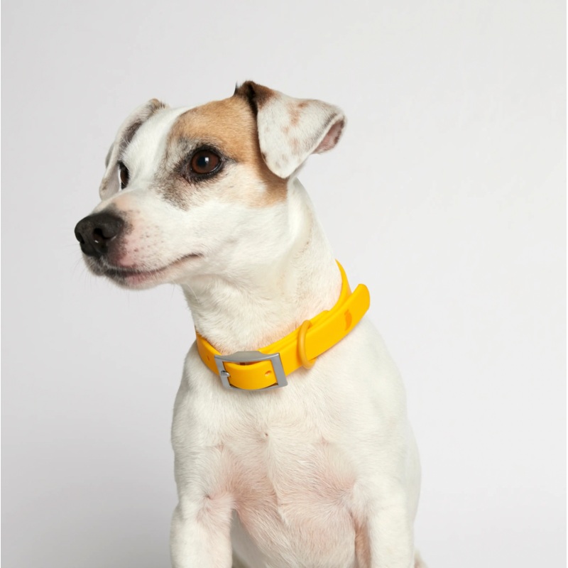 Rose W. Waterproof Dog Collar
