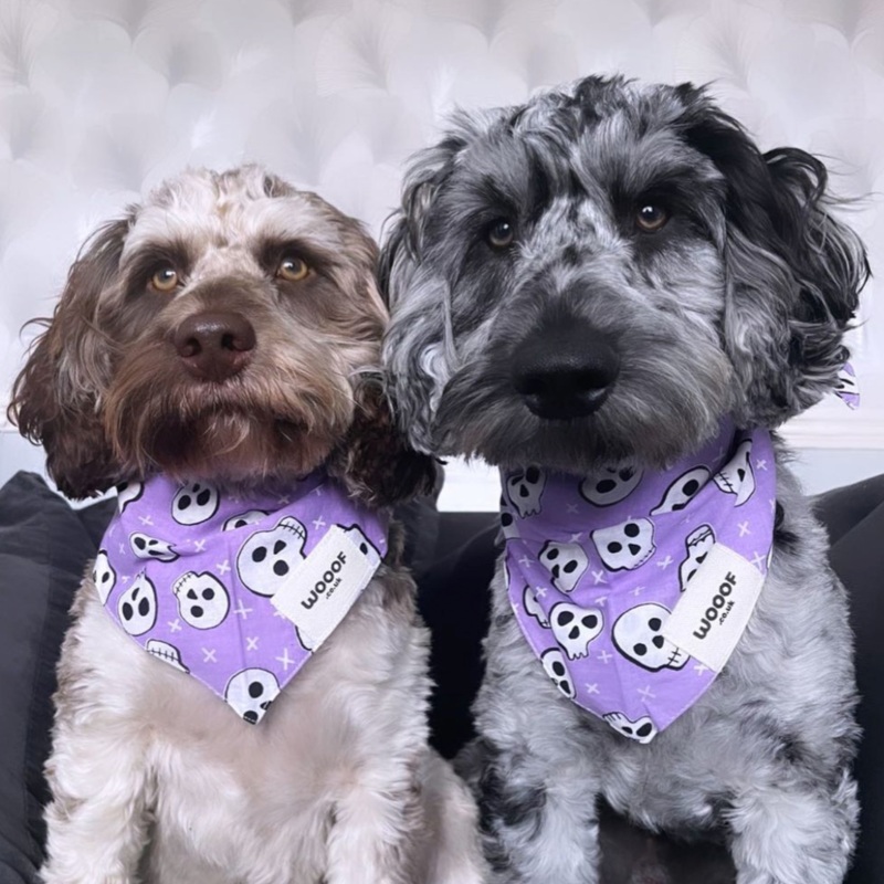 Skull / Pumpkin Bandana for Dogs