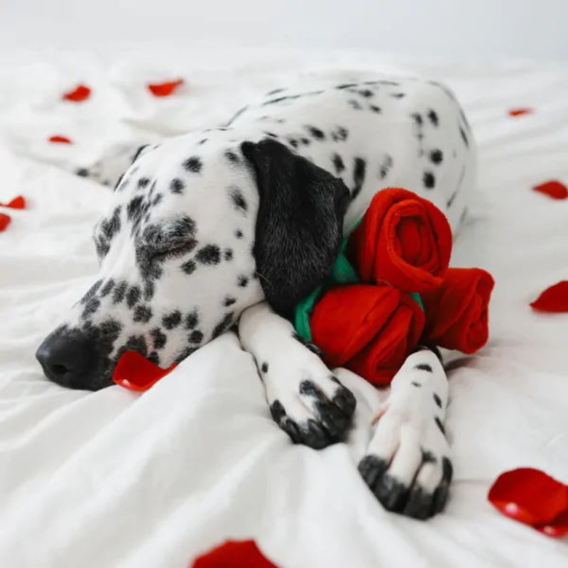 Valentine's Day Squeaky Soft Dog Toy - Bouquet of Roses