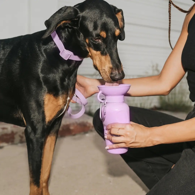 Dog Water Travel Bottle - Regular