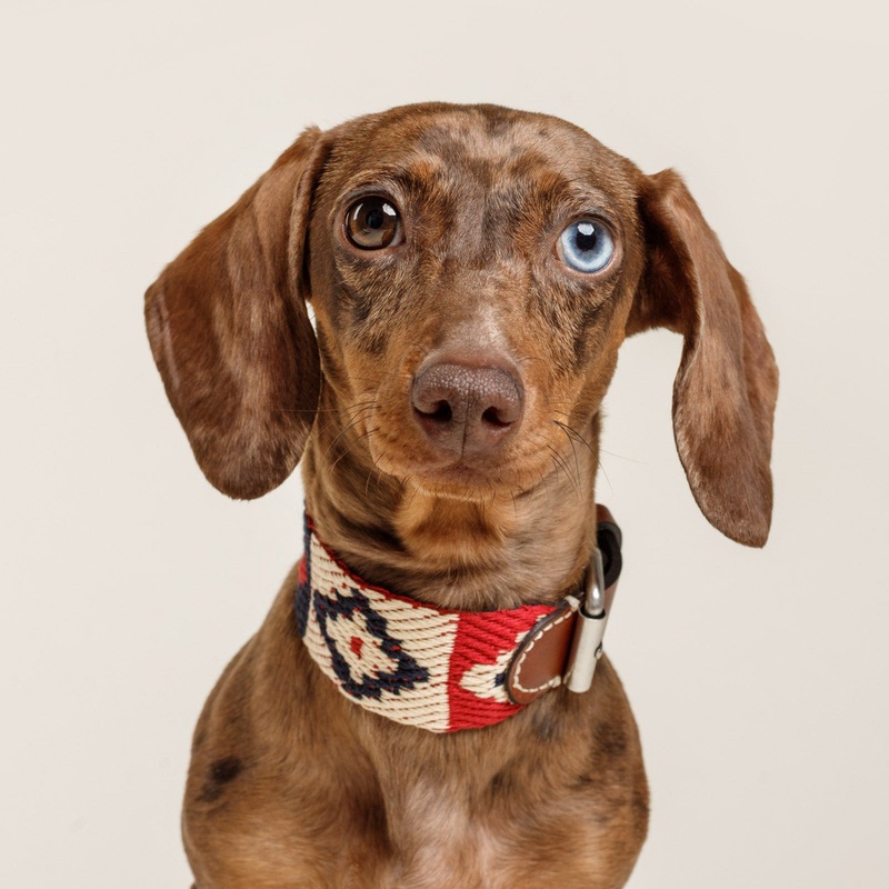 Peruvian Indian Handmade Dog Collar