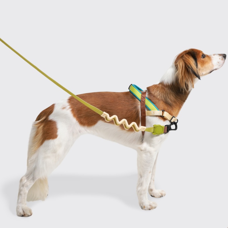 Zee.Dog Avocado Softer-Walk Dog Harness