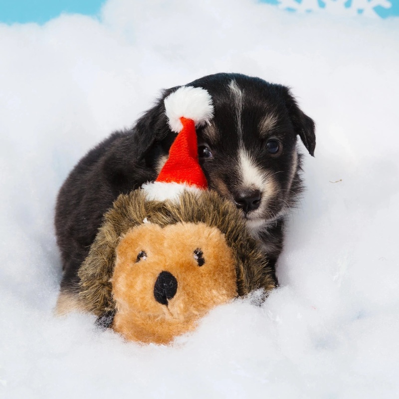 Christmas Hedgehog - Small Soft Squeaky Dog Toy