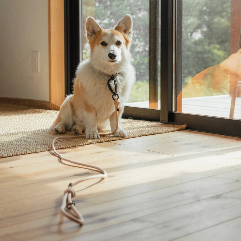 Summer Edition Skinny Rope Lead Zion - 2 Colours