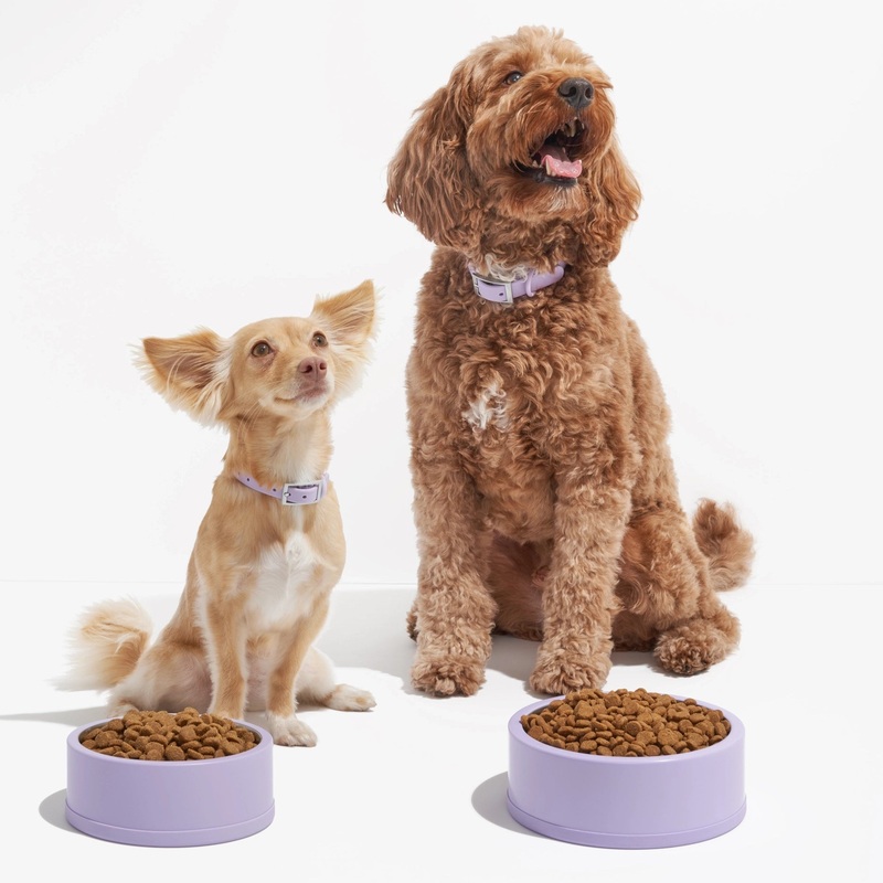 Wild One Non-Slip Silicone Based Stainless Steel Pet Bowl - 2 Sizes / 3 Colours