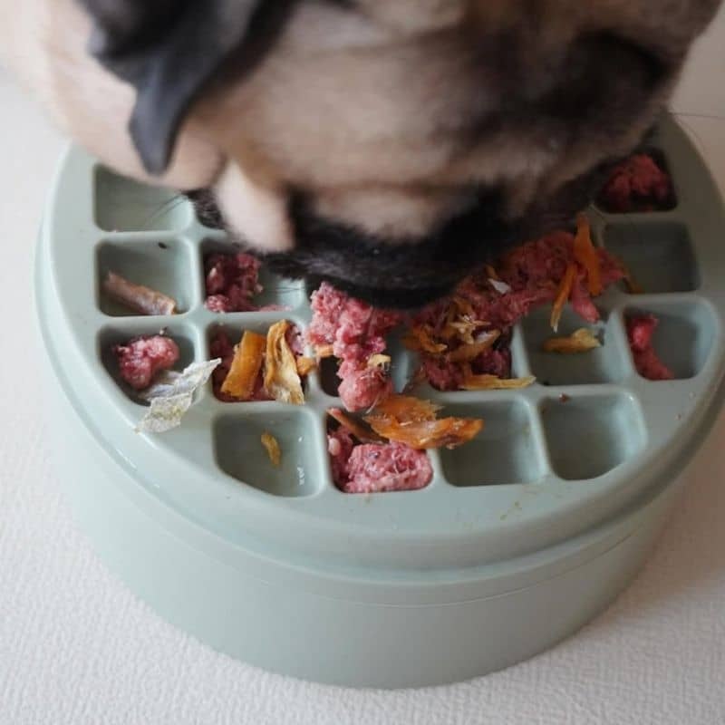 Lambwolf Collective 3-in-1 Bento Bowl for Dogs - Fern