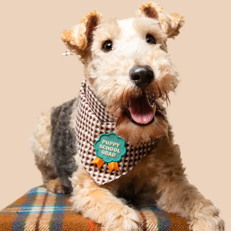 Scout's Honour Puppy School Grad, Iron On Patch Merit Badge for Dogs & Cats