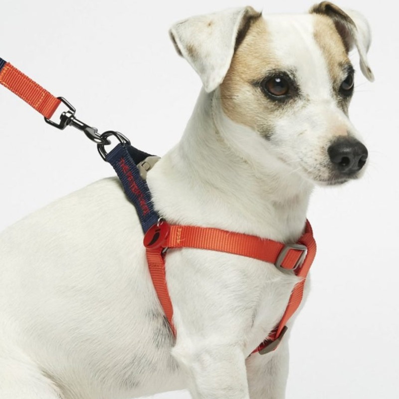 The Painter's Wife Sonia Dog Harness - Vermillion & Navy