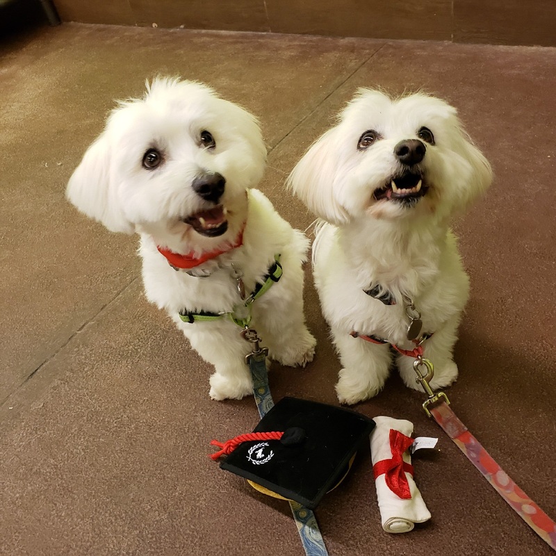 Canine Foundations and Socialization (Hybrid Learning: Virtual and In-Person Classes)