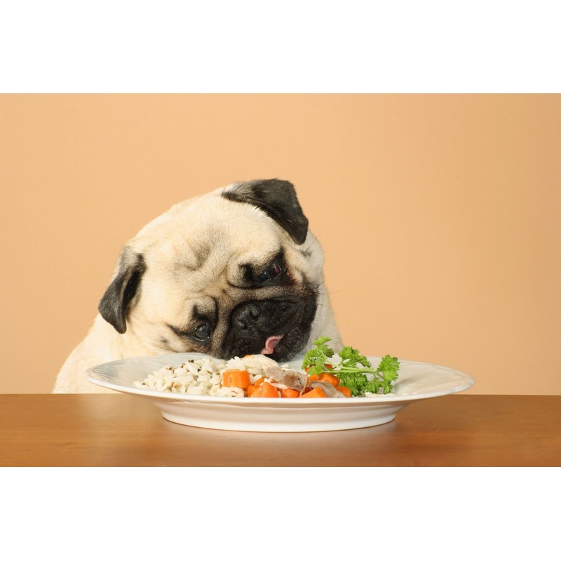 Canine Nutrition 101