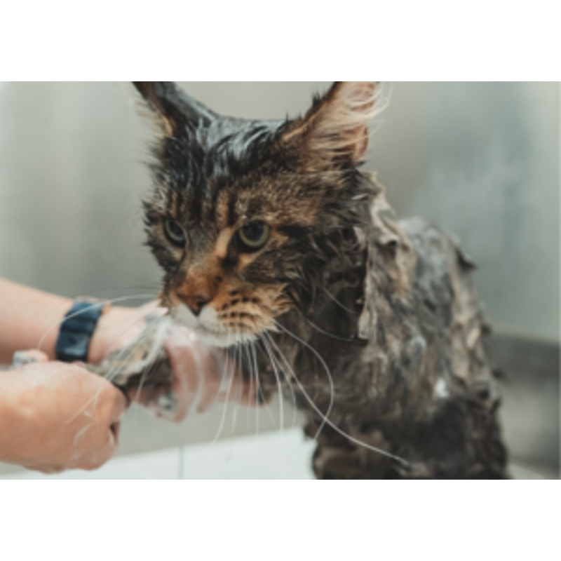 Cat Grooming PPI