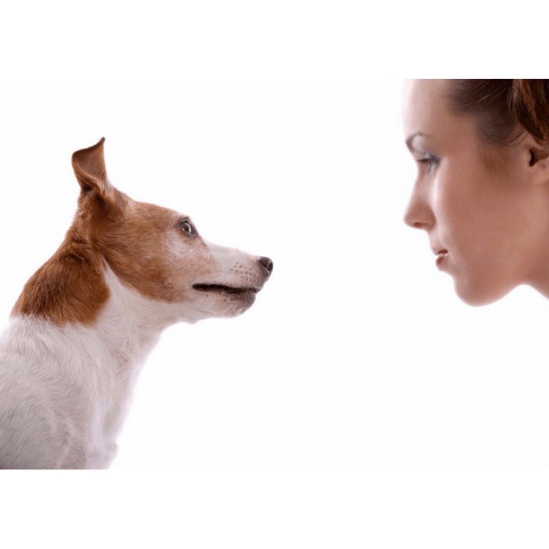 Animal Communication