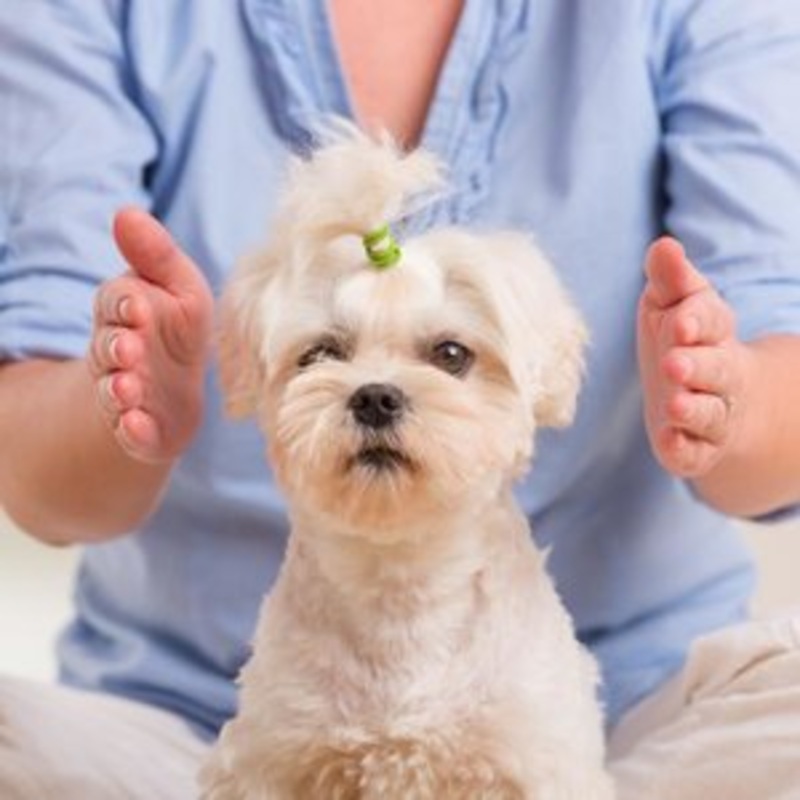 Animal Reiki and/or Animal Communications