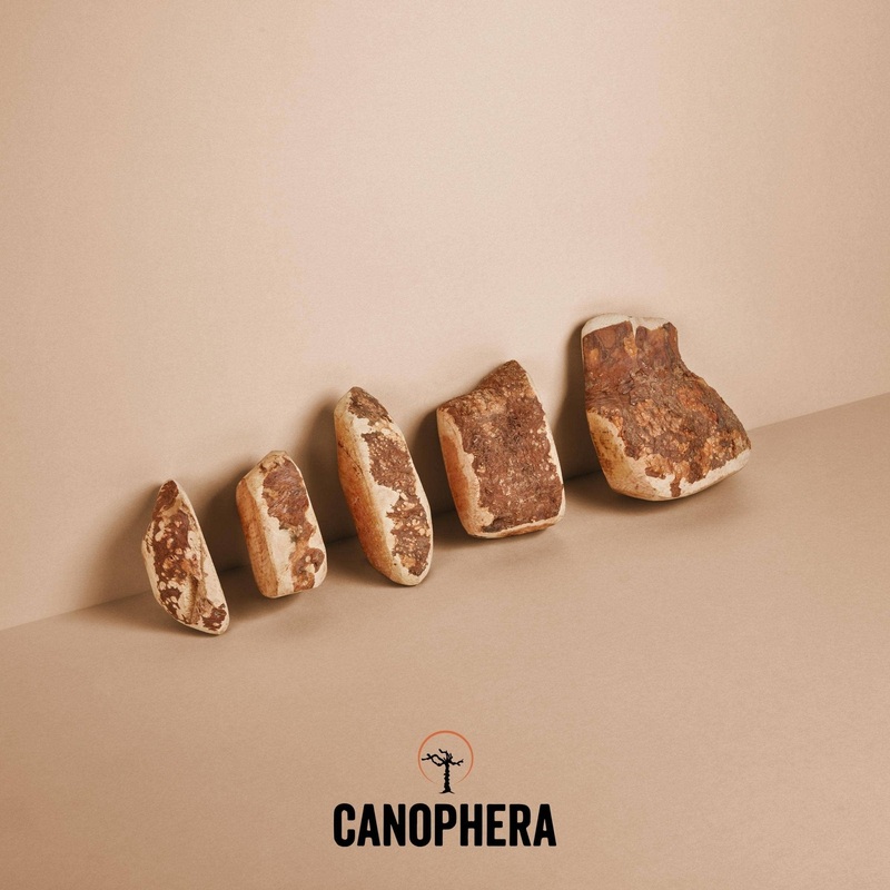 CANOPHERA - Dog Chew Made of Briar Root.
