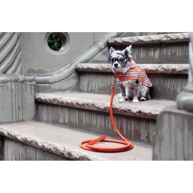 Braided Leather Dog Lead - 6 Color Options