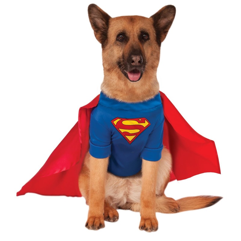 Dog Halloween Costumes | Superman