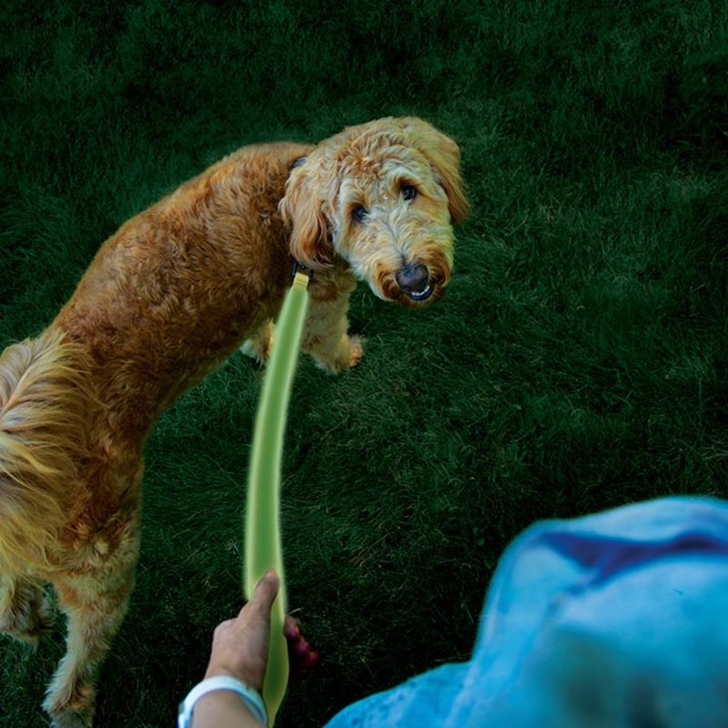 NITE IZE LED Rechargeable Leash
