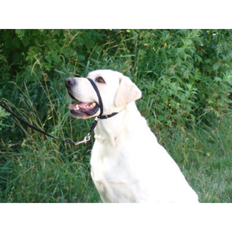 Gentle Leader Headcollar